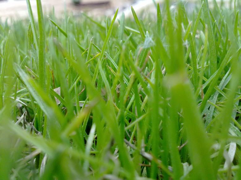 Free stock image of Grass green created by basem