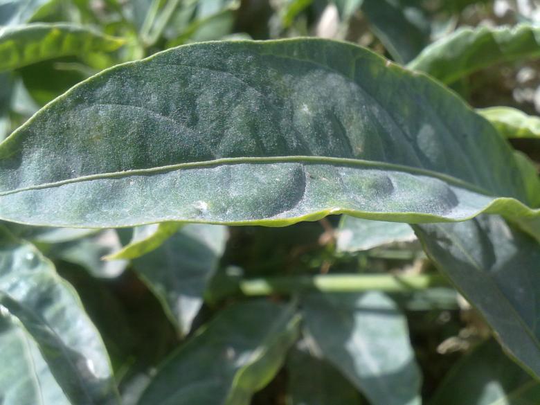Free stock image of Green Leaf created by basem
