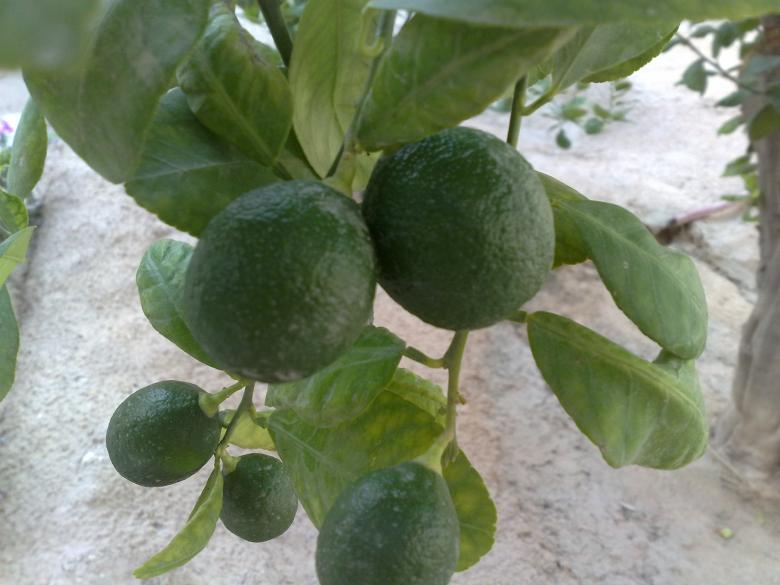Free stock image of Lime tree created by basem