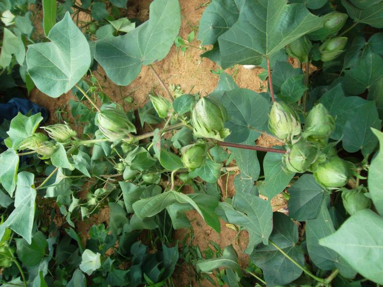 Free stock image of Cotton created by rama subbaiah sepuri