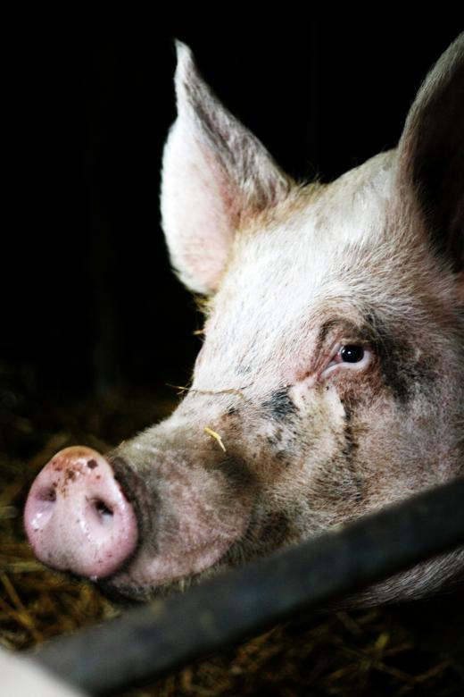 Free stock image of pig in farm created by Luka