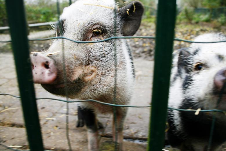 Free stock image of pig in farm created by Luka