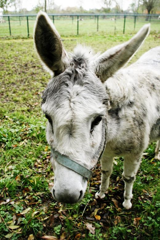 Free stock image of Donkey created by Luka