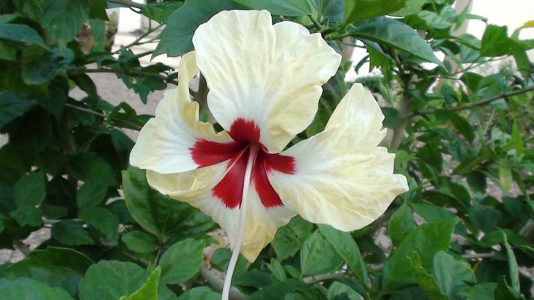 Free stock image of White Hibiscus created by SNEHALKUMAR NISHANRAO