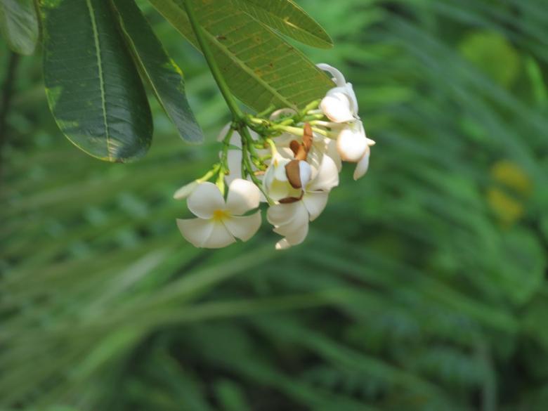 Free stock image of Jasmine flower created by basem