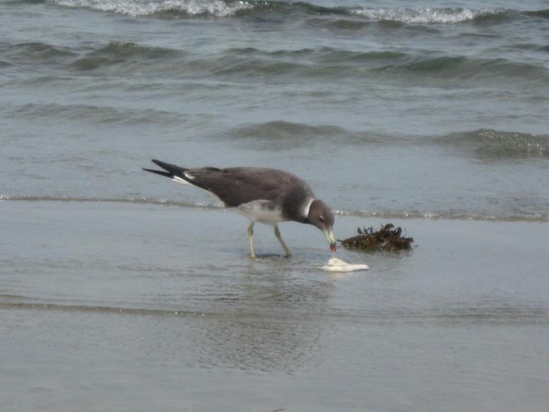 Free stock image of Bird gull created by basem