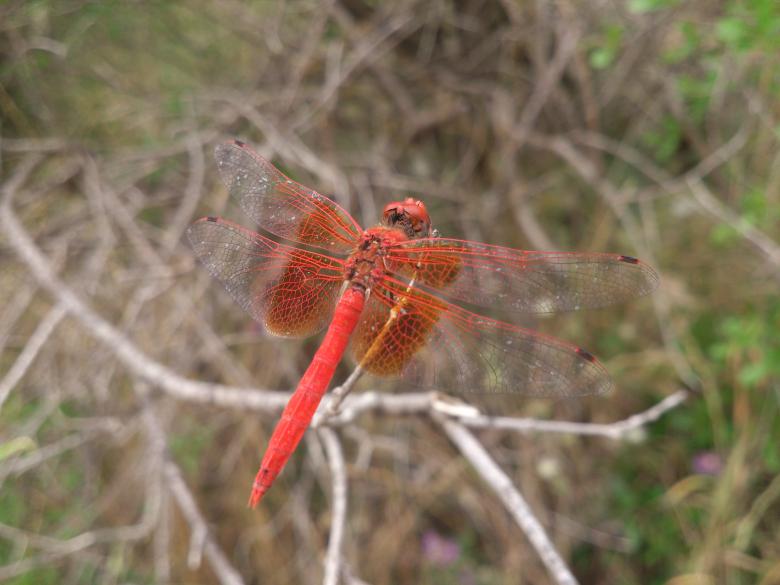 Free stock image of Red insect created by basem