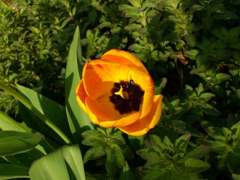 Free stock image of Beautiful flower created by basem