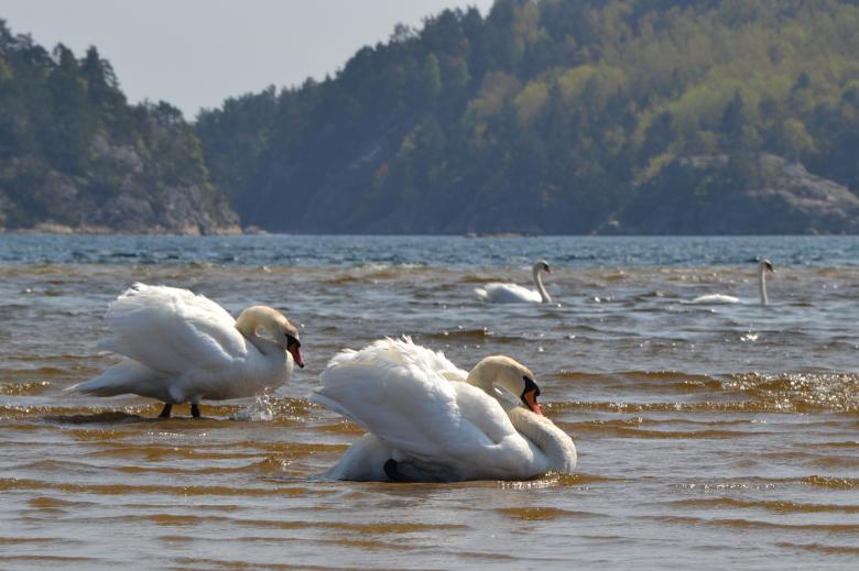 Free stock image of Mute swans created by Tomas Adomaitis