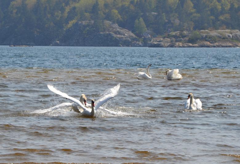 Free stock image of Swan fight created by Tomas Adomaitis