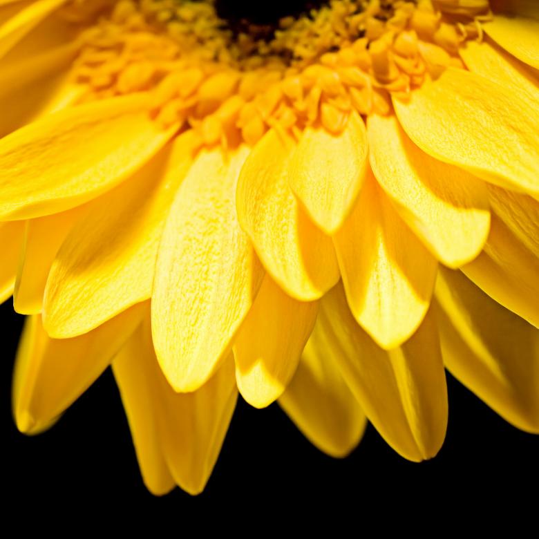 Free stock image of Yellow flower created by 2happy