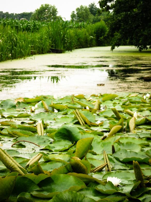 Free stock image of Water lilies created by Luka