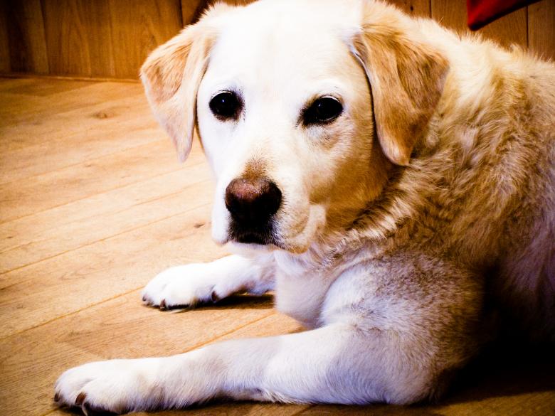 Free stock image of Blond labrador retriever dog created by Luka