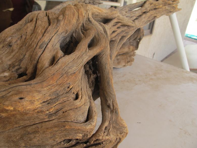 Free stock image of Mangled tree created by Sierra Brown