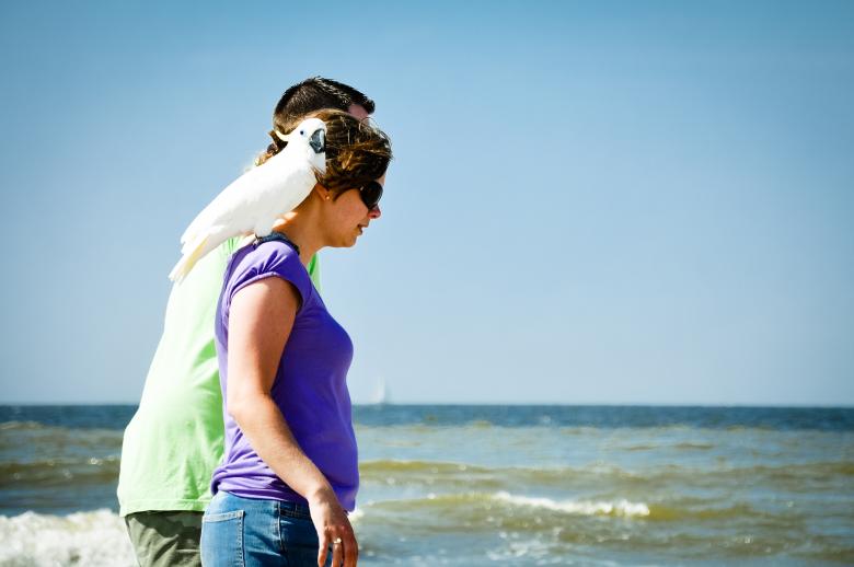 Free stock image of Woman walking with parrot on shoulder created by Luka