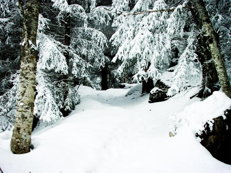 Free stock image of Snowy forest created by Luka