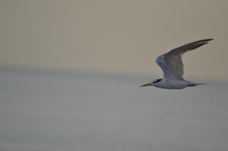 Free stock image of Nawras bird flies quickly created by basem