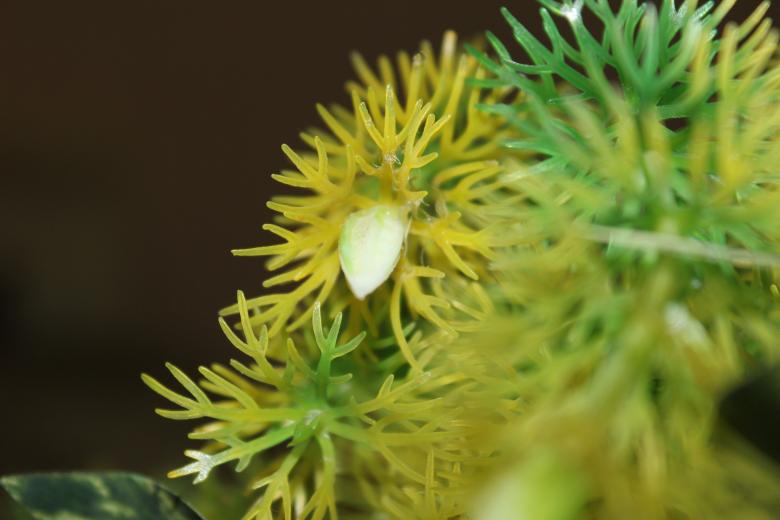 Free stock image of Sea plant created by basem