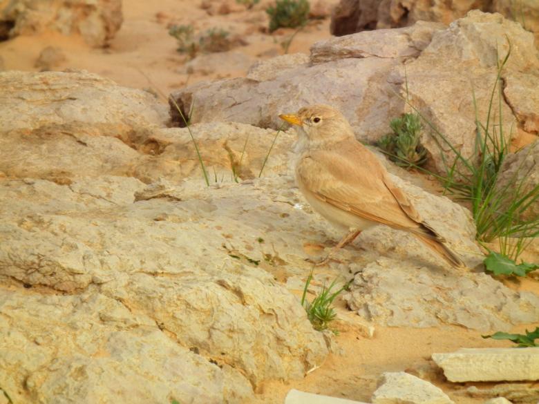 Free stock image of Bird and Rocks created by basem