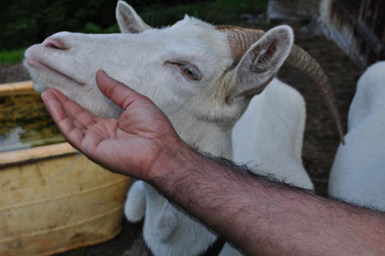 Free stock image of Goat created by basem