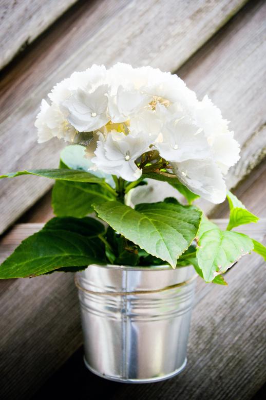 Free stock image of Garden plant created by Luka