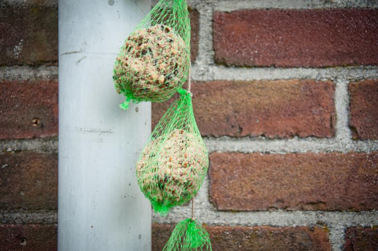 Free stock image of bird food created by Luka
