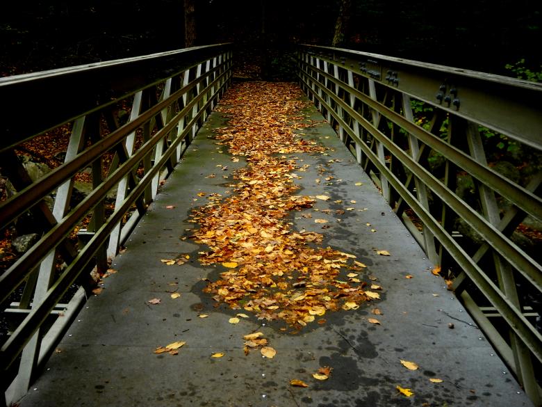 Free stock image of The Bridge created by heather morris