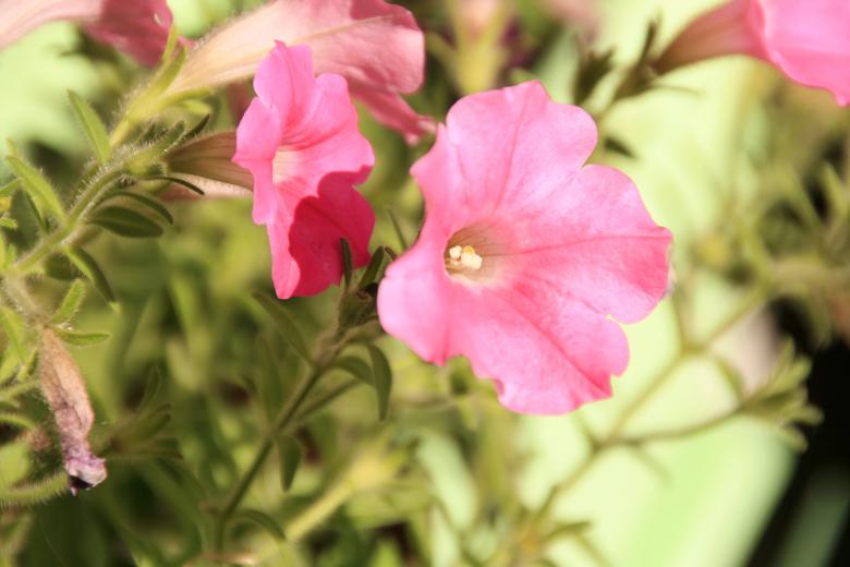 Free stock image of flowers created by 2happy