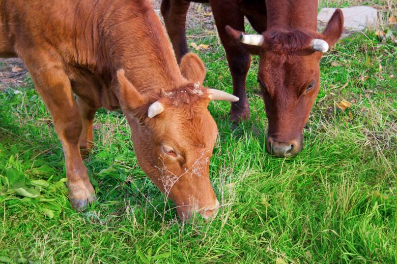 Free stock image of Cows created by 2happy