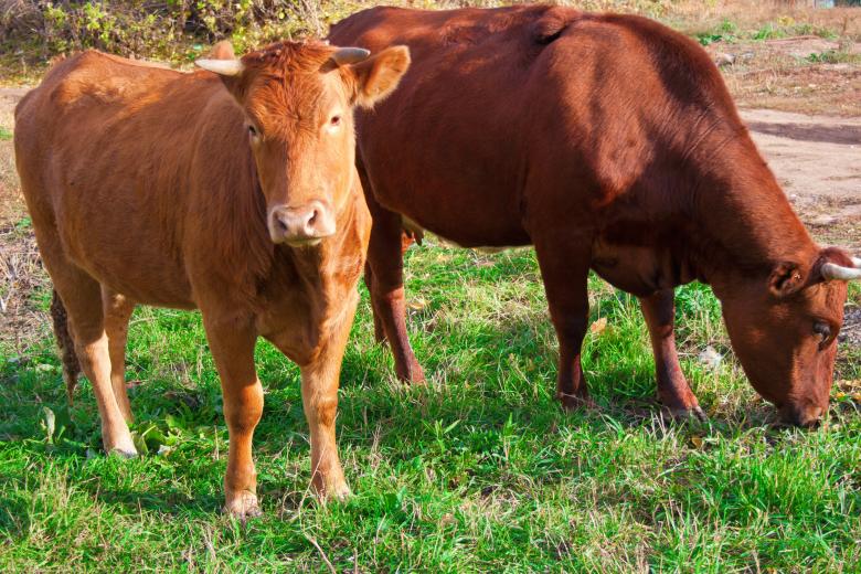 Free stock image of Cows created by 2happy