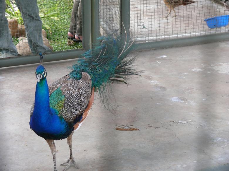 Free stock image of Peacock created by basem