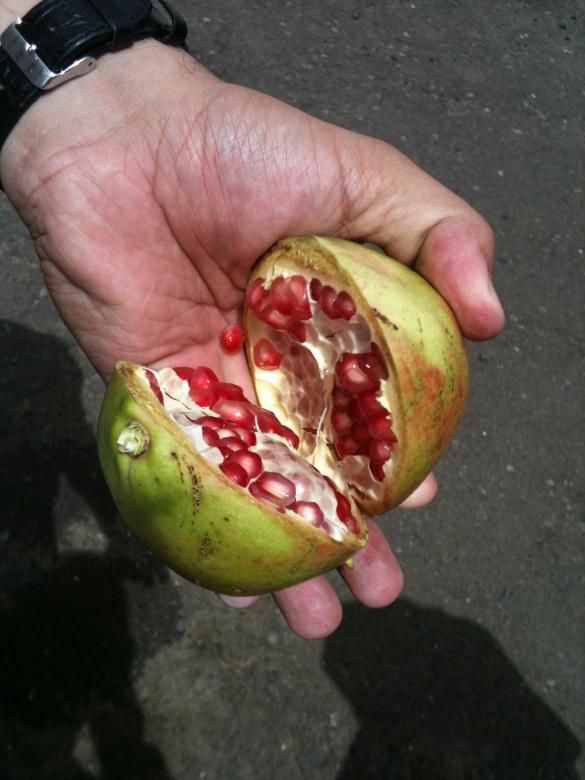 Free stock image of Pomegranate created by basem
