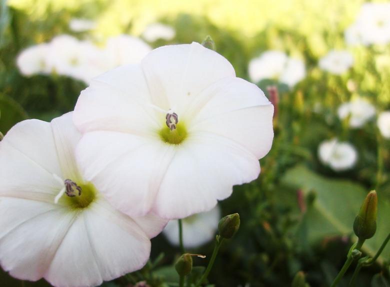 Free stock image of Aniseed Flower White created by basem