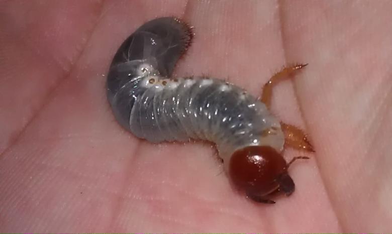 Free stock image of Larva created by Raúl Hurtado Pérez