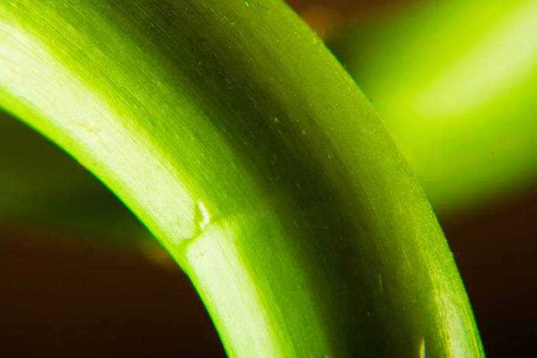 Free stock image of Plant created by 2happy