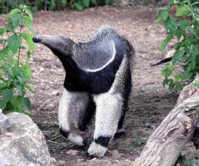Ant Eater - Free Stock Photo