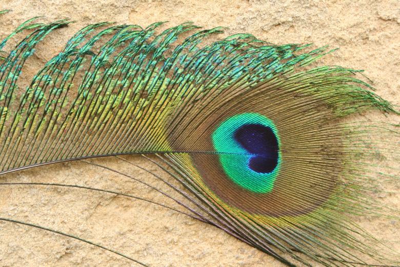 Free stock image of Peacock Feather created by Steve Linster