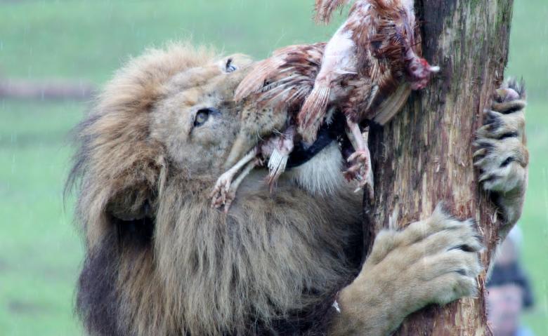 Free stock image of Feeding Lion created by Steve Linster