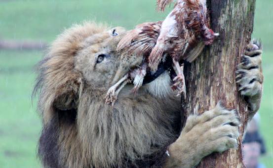 Feeding Lion - Free Stock Photo