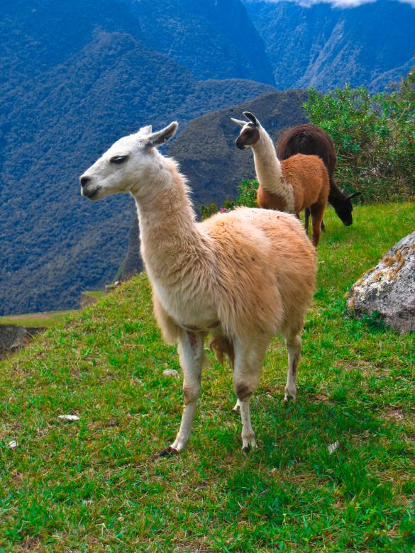 Free stock image of Machu Picchu Llama created by Nicolas Raymond