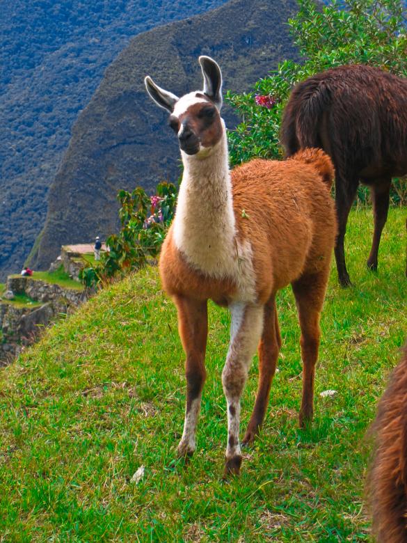 Free stock image of Machu Picchu Llama created by Nicolas Raymond