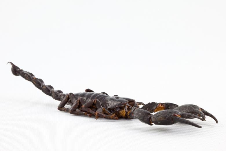 Free stock image of Black Scorpion Close-up created by Nicolas Raymond