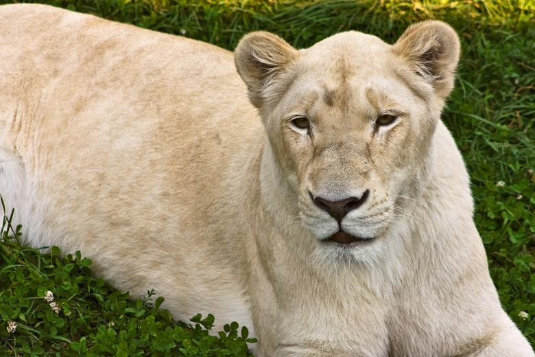Free stock image of White Lioness created by Nicolas Raymond