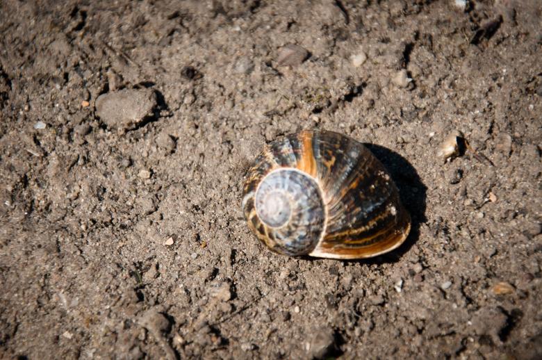 Free stock image of Snail created by Luka
