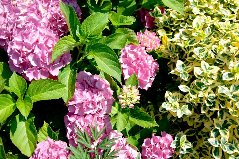 Free stock image of Flower bushes created by Luka