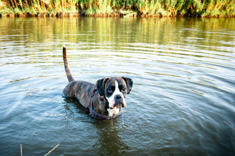 Free stock image of Dog swimming created by Luka