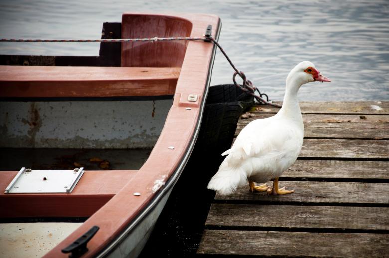 Free stock image of Goose created by Luka