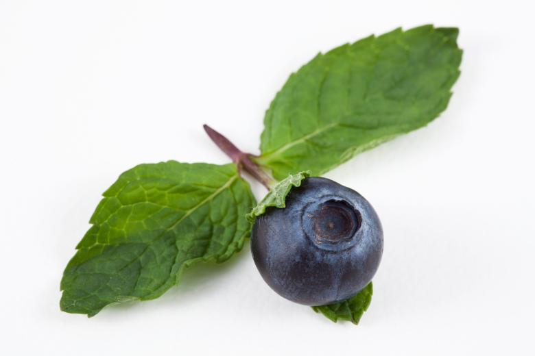 Free stock image of Blueberry and Mint created by Nicolas Raymond