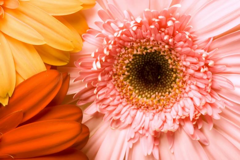 Free stock image of Gerbera background created by 2happy