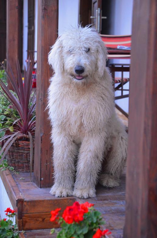Free stock image of Original Hungarian Dog created by Baboss gyula